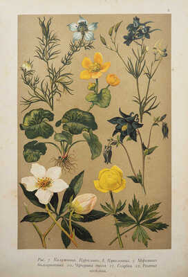 Гофман К. Ботанический атлас по системе де-Кандоля. СПб.: Издание А.Ф. Девриен, 1897.